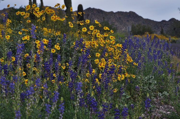 hills with brittlebush